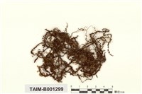 藏品(鈍葉提燈苔)的圖片